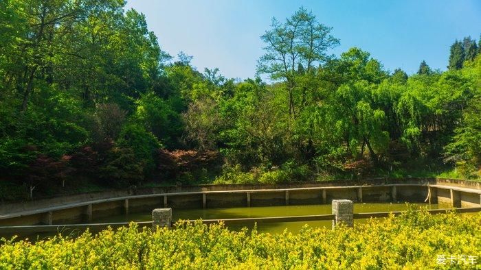 郊野公园看春花