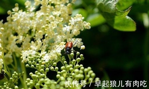 花开半夏|六天后，花开半夏，琴瑟和鸣，旧爱牵绊，继续求和，必须带回家