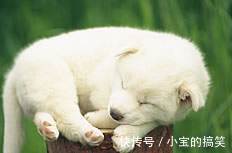 张总监|经常失眠不用怕,常吃此2种小零食,安神、补气血,自然睡得香