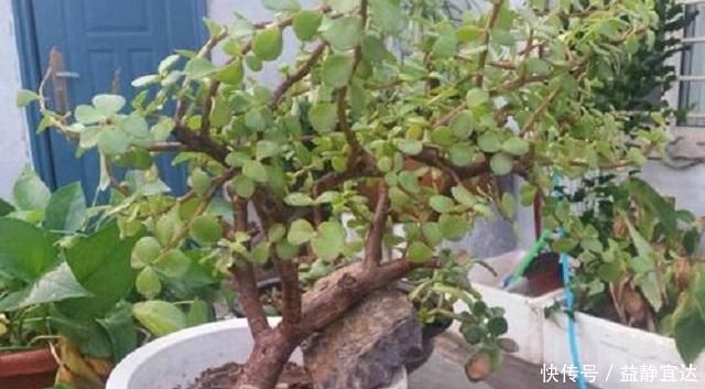 马齿觅|这种“小绿树”,最适合盘老桩,仅需1根枝条插进土中,1年成盆景