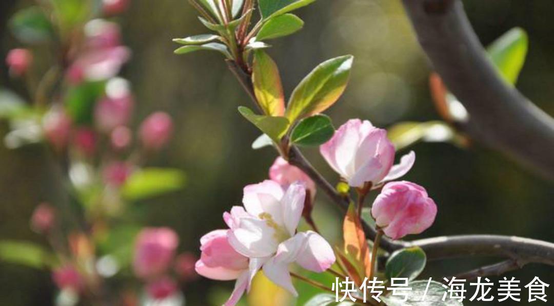 早春野望!王勃最美的一首诗,从开篇到结尾句句惊艳,美得犹如一幅山水画!