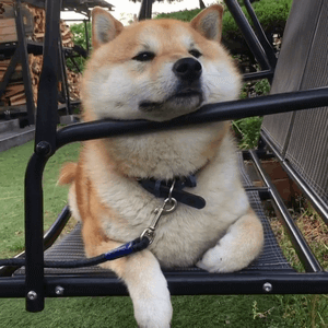 |搞笑动图:终于下雪了,小企鹅开心得跳起来!