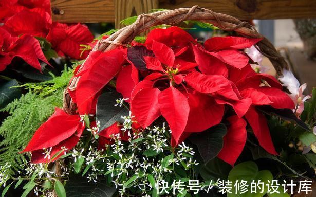 和节日很搭的8种花，花期都超长，养在室内也能美200天