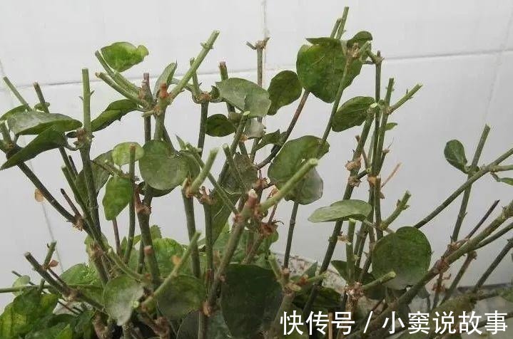 金枝玉叶不能长太高,越矮越值钱,一长高就砍!