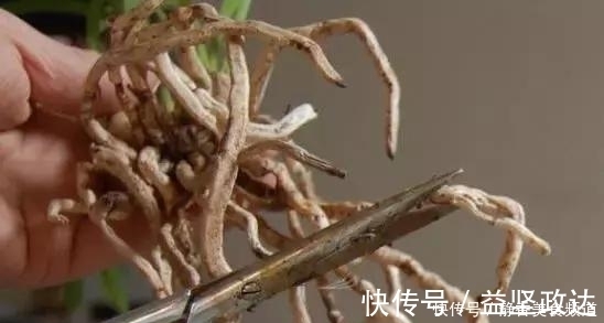 浇水|花卉换盆时,这些没做好,就等于白换了