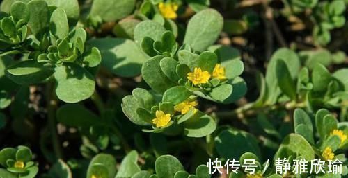 维生素b|它们是便秘的“克星”,每天换着吃,肠道畅通无宿便