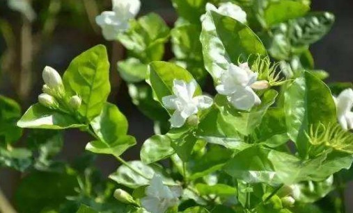 想要家里养的茉莉花多开花，以下3点要做好，枝叶翠绿开花香又多