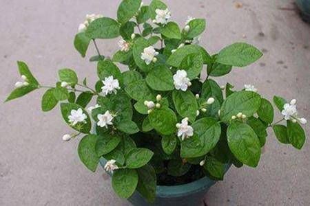 最厉害的养花营养液给茉莉花喝一勺,花苞呼呼长,清香飘满屋