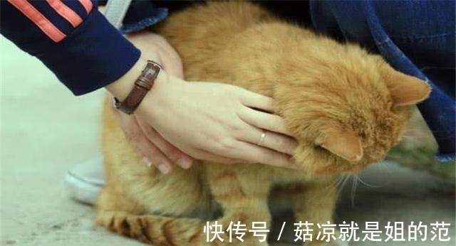 保安|故宫中有上百只猫，每一只来历都不简单，如今竟然成故宫“保安”