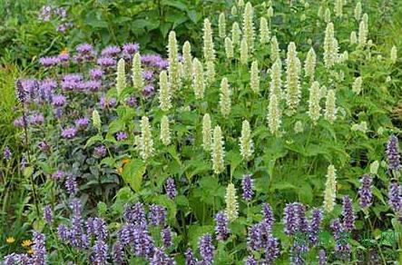 路边1种“野草”，叶子香味浓郁，能酿芳香酒，价值不比薰衣草差