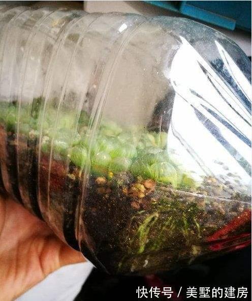 养花|于养花人而言,空油桶是什么?