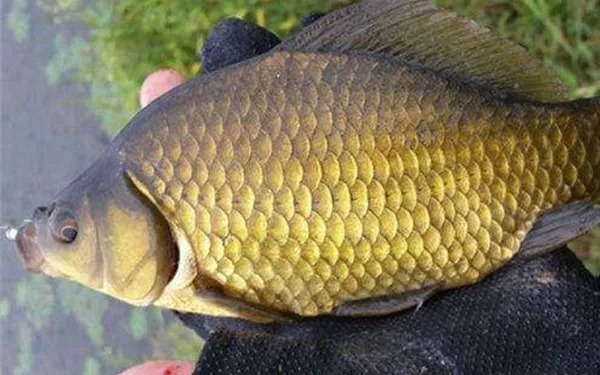 总担心鱼钩上饵掉了,其实只要注意这2点,完美解决问题!