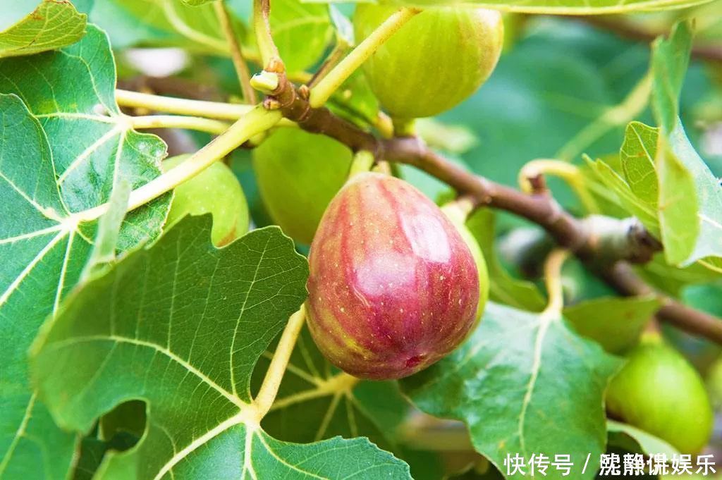 人际关系|此花有不错观赏价值,虽然花没那么美丽,但具有独特的清香味