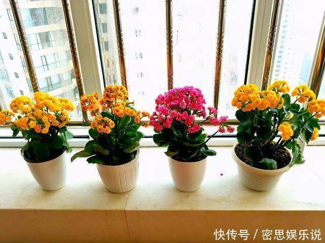 仙客来|被称为“夏必死”的8种花，我却喜欢买一些，因为能“省”不少钱