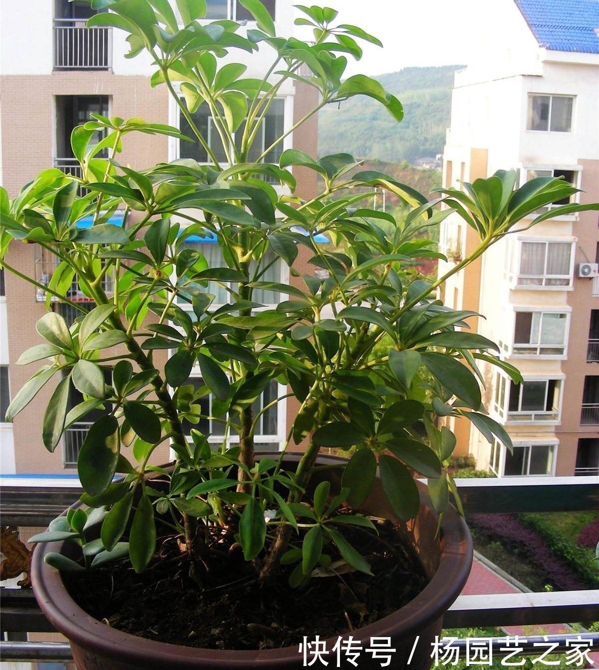 好养又省心的“4种花”,不用管就蹭蹭长,是很棒的室内绿植