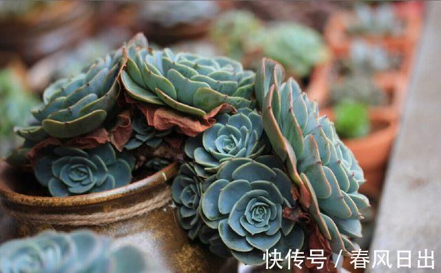 土壤肥力|养多肉植物有4个“致死行为”，现在知道还不算晚