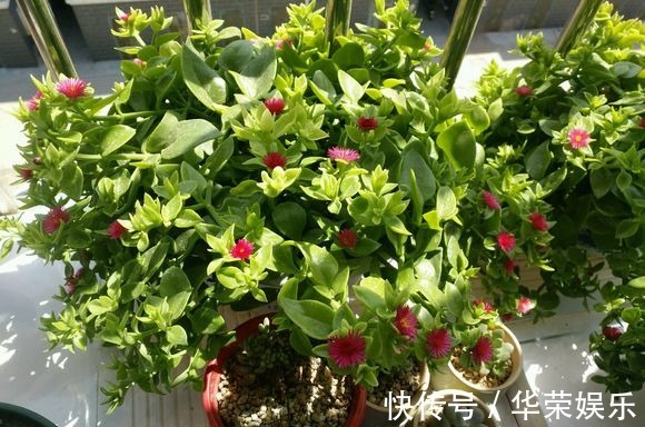这种花超易繁殖,一根茎就能长满一个阳台,勤掐苗枝多花繁