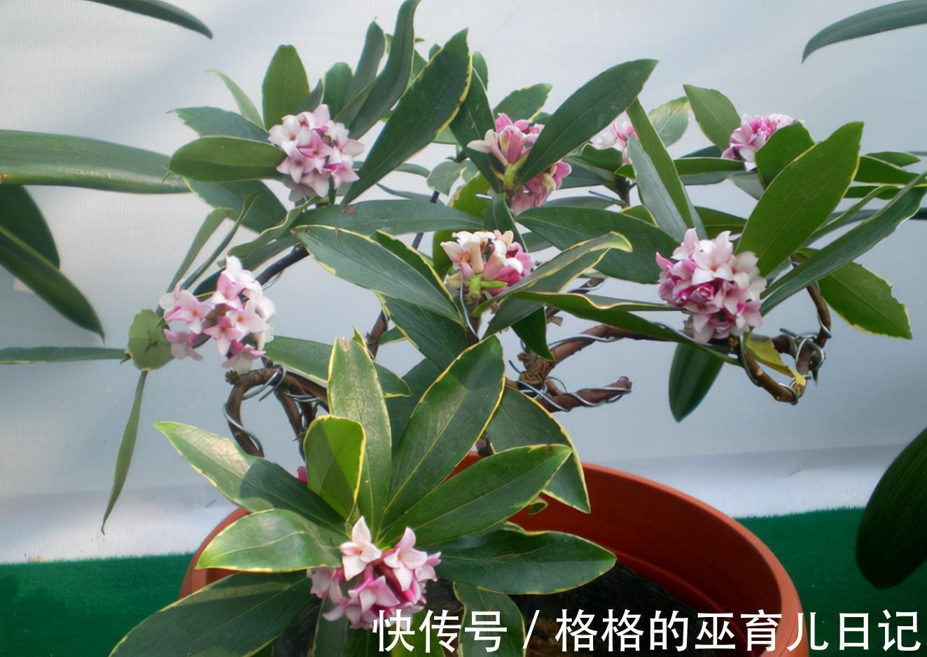 入冬瑞香做好“2足1勤”,不仅开花多,而且香味更足