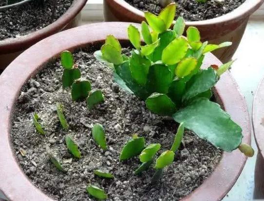 扦插蟹爪兰秋季正合适,一个叶片插一棵,7天就生根,开花花量大