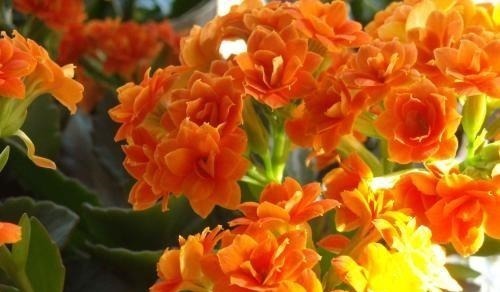 夏季长寿花黑腐现象严重，“反着”来养，养出更多侧芽更容易爆盆