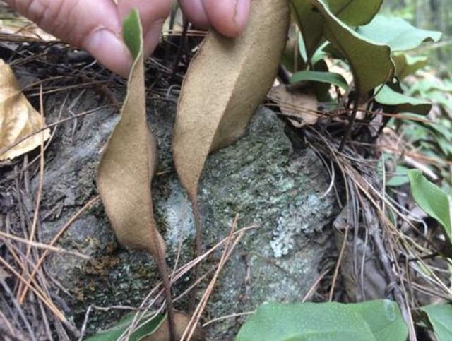 花友|在湿润的岩石上，看到1种“石苇”，请珍惜，并不是野草，珍贵！