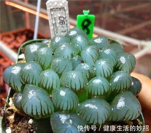 多肉玉露有4怕,塑料瓶扣3天,臭毛病全消失,美的像水晶!