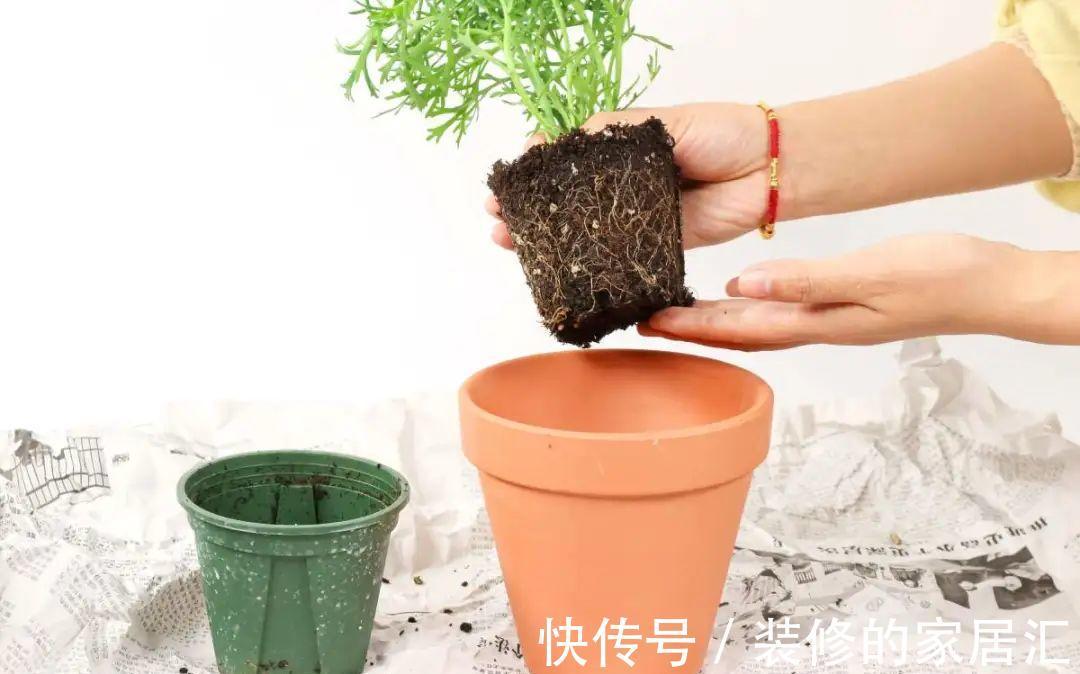 枝条|6种花别养老桩,越老越不开花,赶紧扦插备份