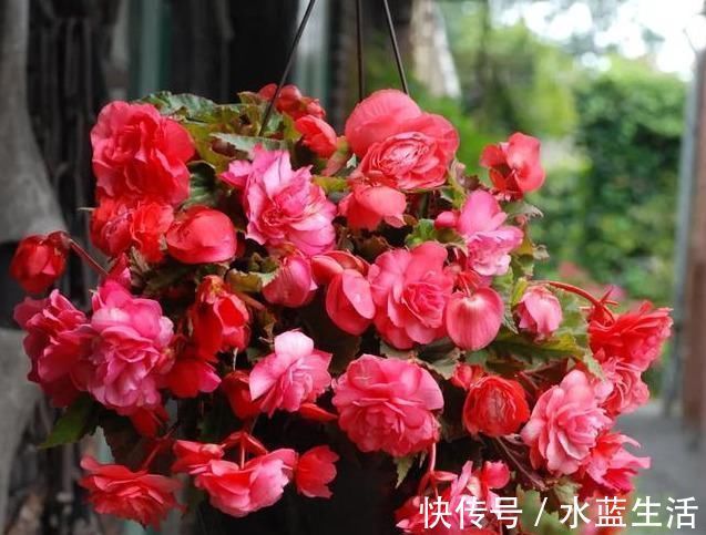 海棠|养这花就能把牡丹、茶花和三朵玫瑰的美丽结合在一起
