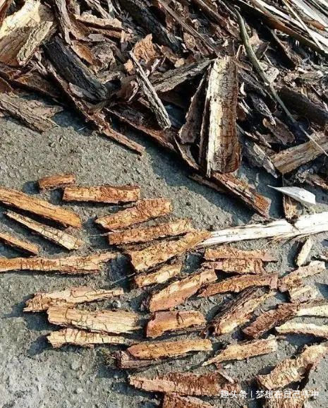 换盆|君子兰换盆,多做“这1步”,15天恢复生长,比往年花量多得多