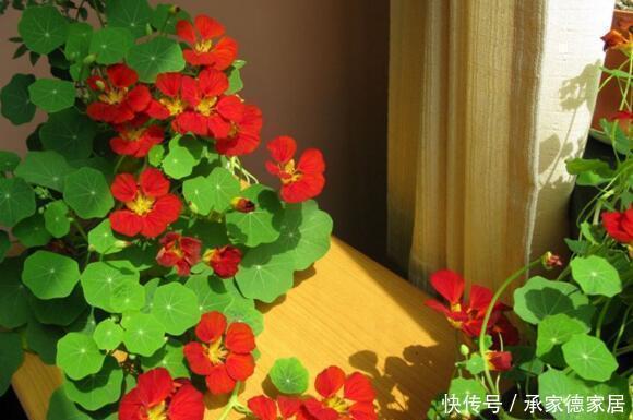 朱顶红|此种养花肥一斤20元,锅里炒一炒,肥效管3年,养花根粗叶绿