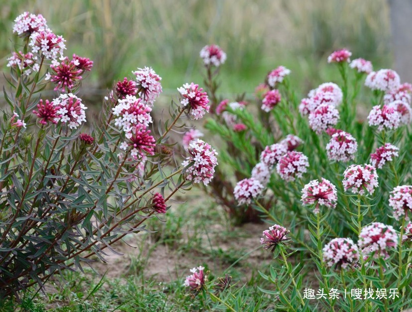 此花盛开时，娇艳的花朵在阳光下闪烁着耀眼的光泽，格外引人瞩目