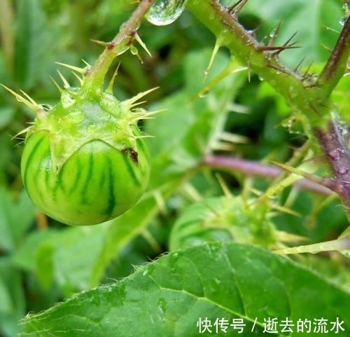 提个醒:见到此野果,一定要拔回家,好处不请自来,作用非常大