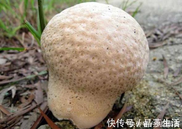 鸡枞菌鸡枞菌|乡下的几种野菜,作为农村人的我都没见过几种,你认识吗