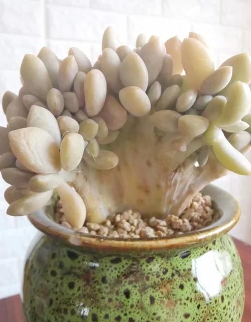 买一盆几百块甚至上千块的多肉老桩是一种怎样的体验？