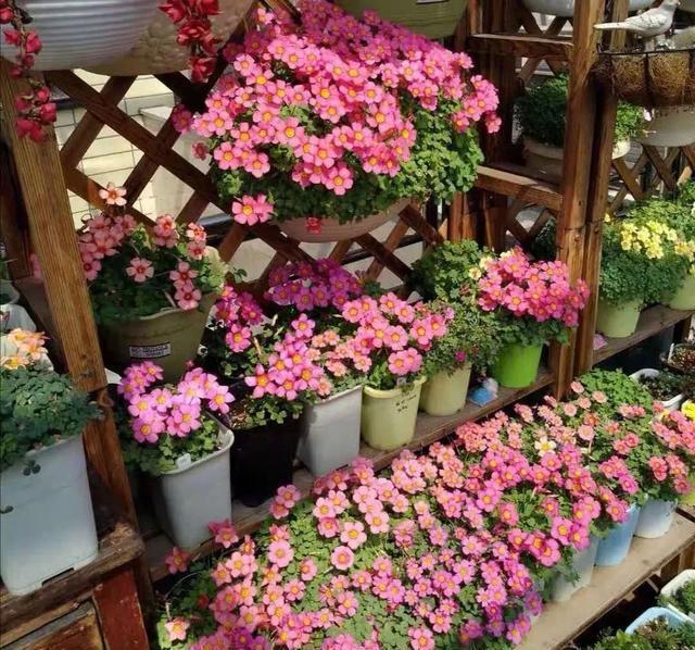 6种便宜花,好养又容易爆盆,春天养几盆,开花多到爆,漂亮极了