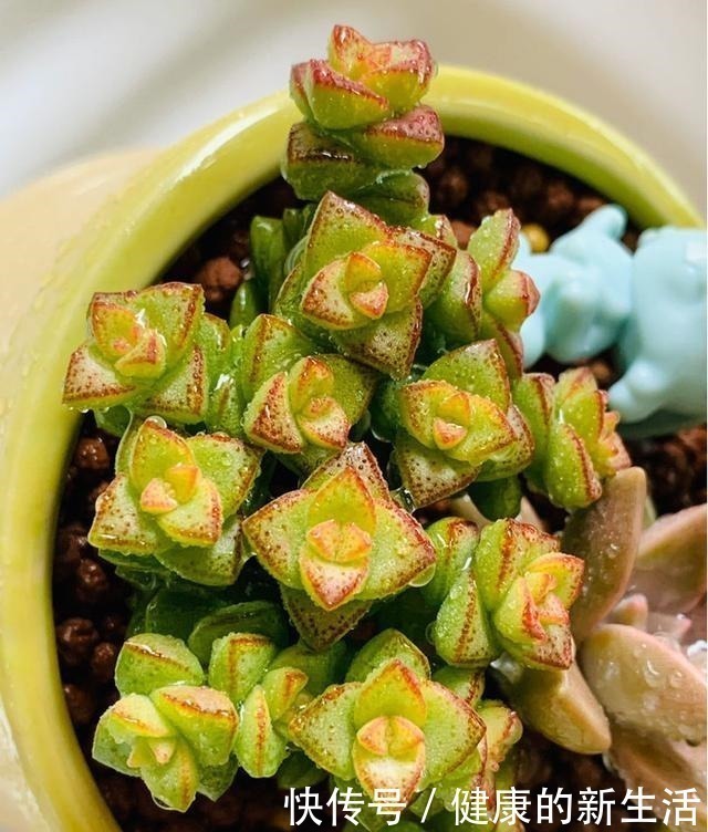 墩子|春天养多肉，半个月就变成“胖墩子”，叶子又肥又圆！