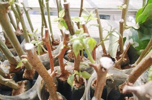  生根|月季花、三角梅掐根枝，埋进土里就生根，自己一盆能变好几盆