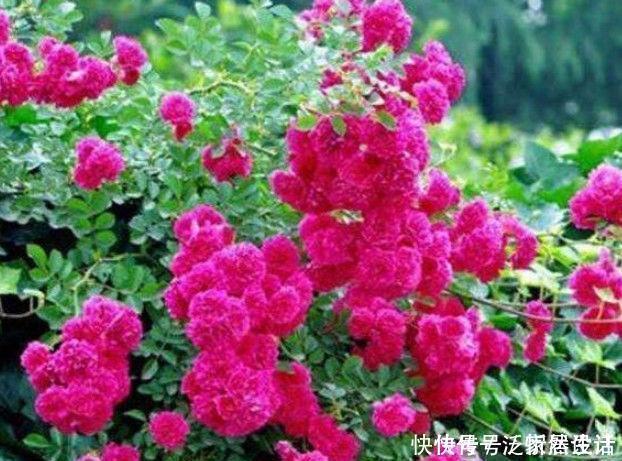 花海|4种花养家里,满屋飘香,比香水还好闻,给你一片花海!