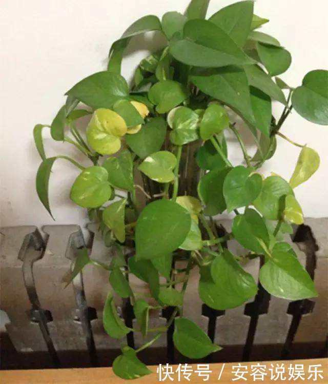 客厅|客厅“2个”地方,别“养花”,养了也尽快搬走