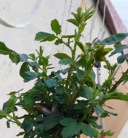 新枝|月季花黄叶,简单“3步”,茂盛绿油油,新枝嫩叶长出来,开爆盆