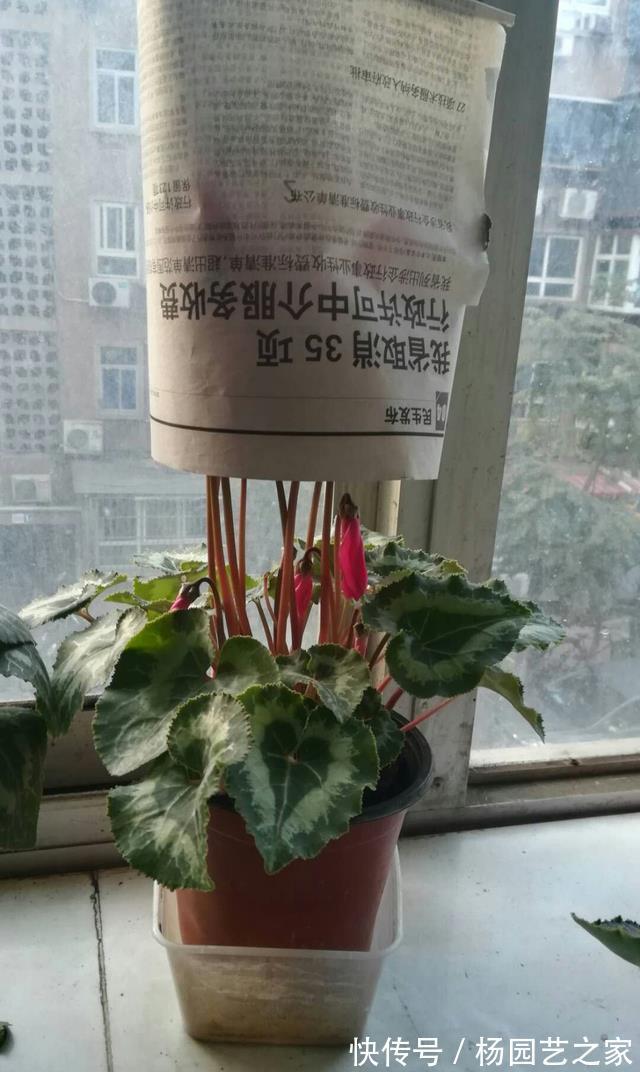 缓解|仙客来晒太阳容易倒伏,莫急,给它戴个帽子能缓解