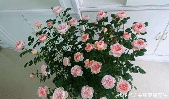 谁说月光族就不配养花这20种月季花月薪3000也能养!