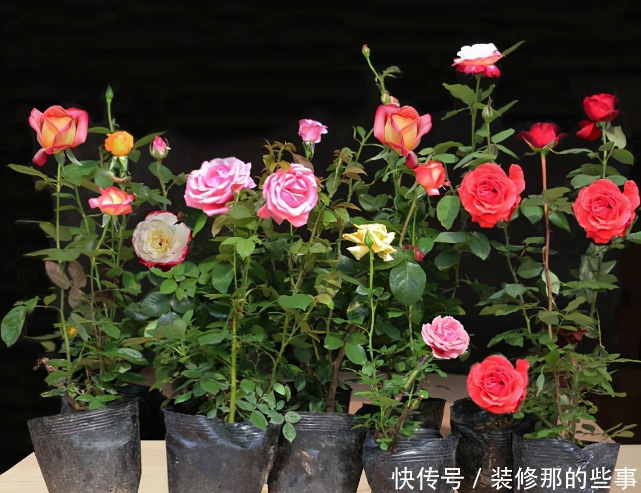 花卉|养花必修课,缓苗“4技巧”,提前做好工作,后期省心开花多