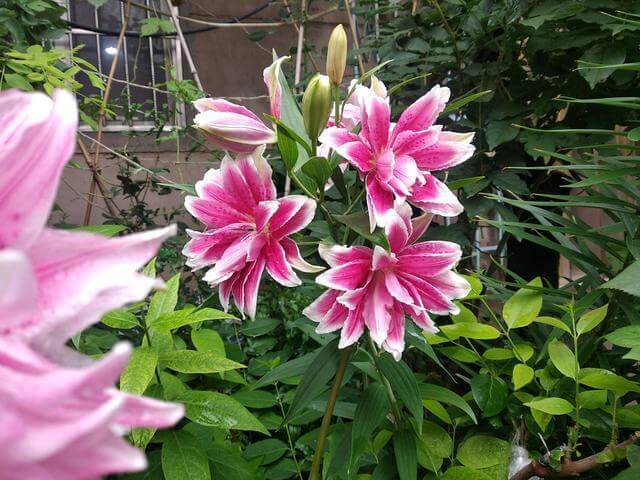 好养、好美的“4种花”,种下就活,连年开花,能养一辈子