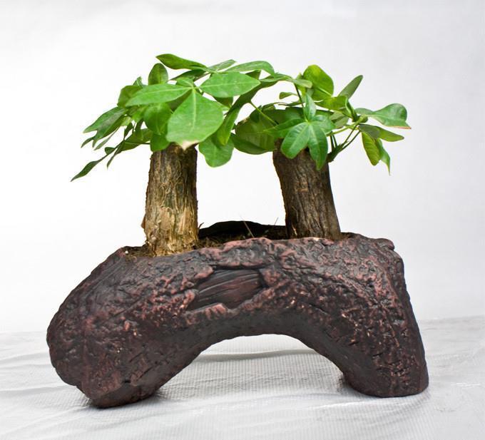 4种花，花期很长，养在家里细心呵护，才能开得更美