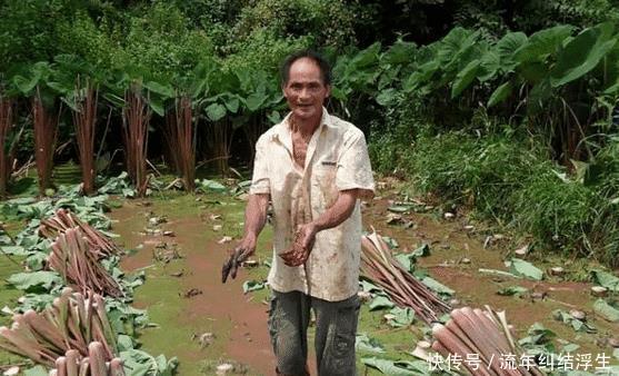 农民|原产自我国,曾是农民的救命粮,叶梗腌酸菜是一绝,不知道可惜了