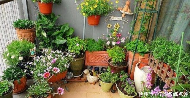 用剩茶叶水浇花,不是直接倒入花盆,这样用才更有效果!