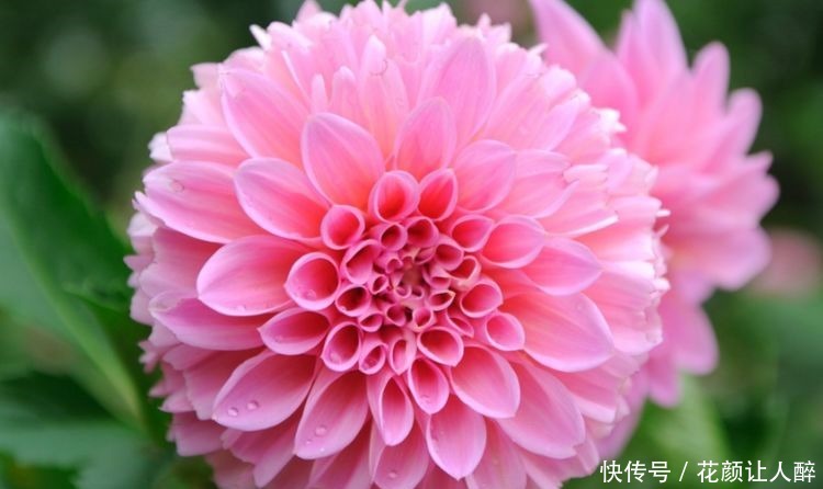喜欢养护花卉,就选择5种花卉,花色艳、花期长,开花容易成花海