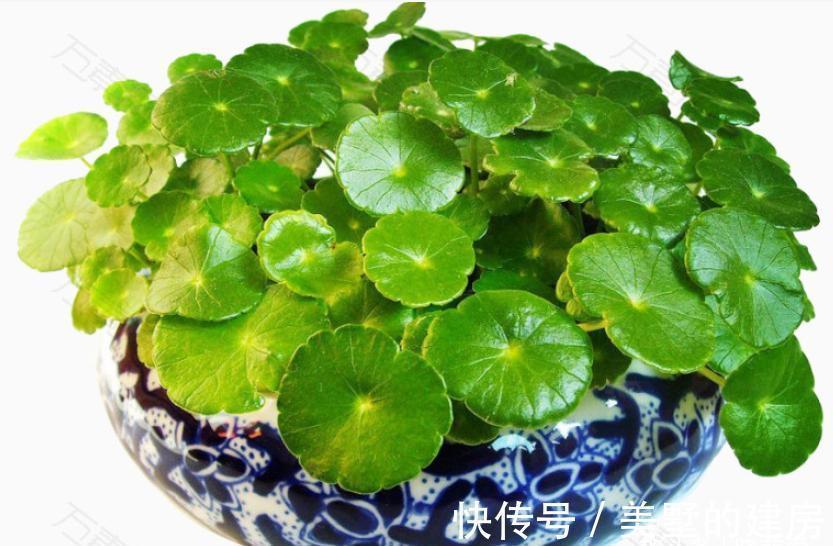 铜钱草|9种“带钱花”，家里养一盆，寓意财源滚滚来，最后2种你见吗？