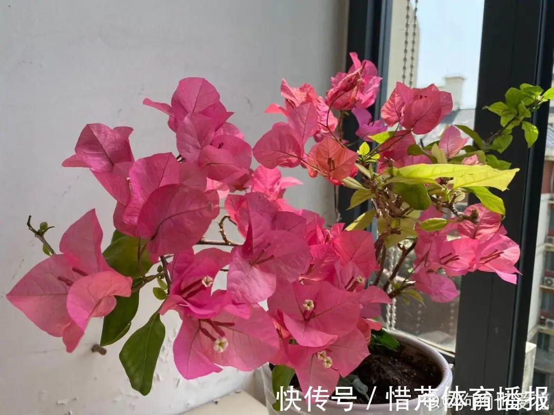 9个开花劳模,施肥不能停,不然越养越差劲